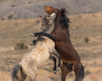 Wild Mustangs Fighting, Wild Horses, Nature Photography, Colorado Wild Mustang Photography