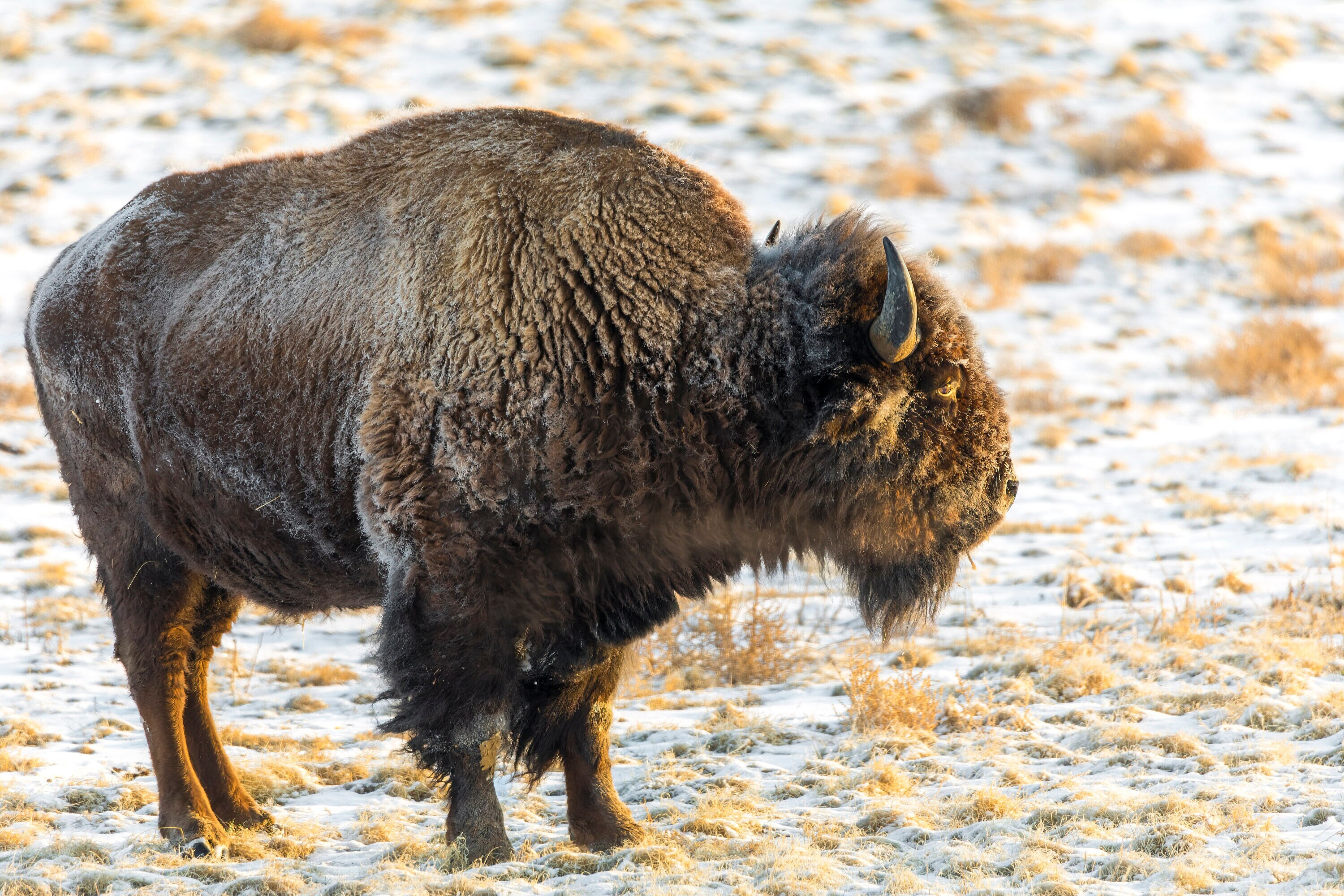 Good Morning Sun, American Bison Photo, Wild West Wildlife, Buffalo, Wall Decor, American