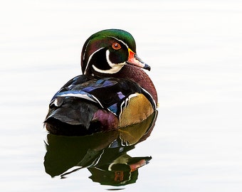 Silence, Wood Duck Portrait, Wildlife Portrait Photograph, Waterfowl Photos, Colorado Wildlife, Wood Ducks, Bird Photography