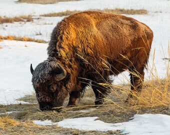 Buffalo Sunrise, American Bison Photo, Wild West Wildlife, Buffalo, Wall Decor, American Buffalo