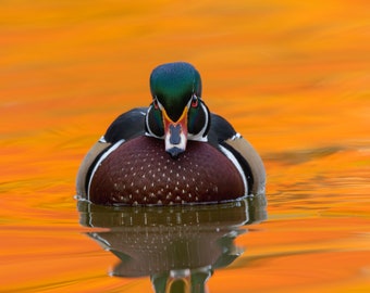 Wood Duck Colors, Wood Duck Portrait, Wildlife Portrait Photograph, Waterfowl Photos, Colorado Wildlife, Wood Ducks, Bird Photography