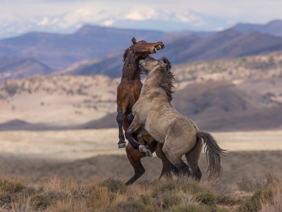 Wild Mustangs Fighting, Mustang Rules, Wall Decor, Southwest Colorado