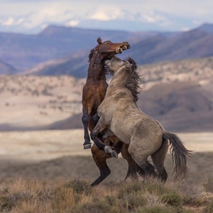 Wild Mustangs Fighting Print: Southwest Colorado Horse Photography