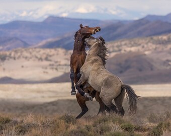 Wild Mustangs Fighting, Mustang Rules, Wall Decor, Southwest Colorado, Wild Horses, Horse Photography, Colorado Mountains, Horses
