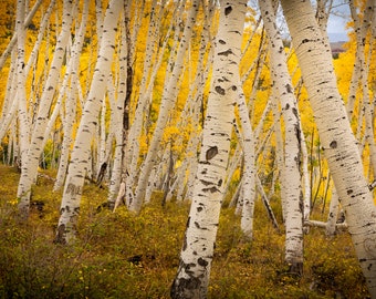 Landscape Wall Decor Fall Aspens, Aspen Tents, Colorado Fall Leaves, Photography Prints, Colorado Print, Mountain Aspens, Telluride Prints