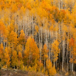 Lone Spruce Wall Hanging, Colorado Fall Photography, Colorado Mountains, Landscape Photography, Fall Aspens, Colorado, Crested Butte Fall