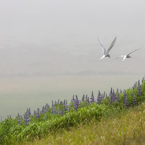 Arctic Terns & Lupines Wall Hanging, Iceland Scenic Photos, Iceland Lupines, Landscapes of Iceland, Iceland Photography, Birds of Iceland