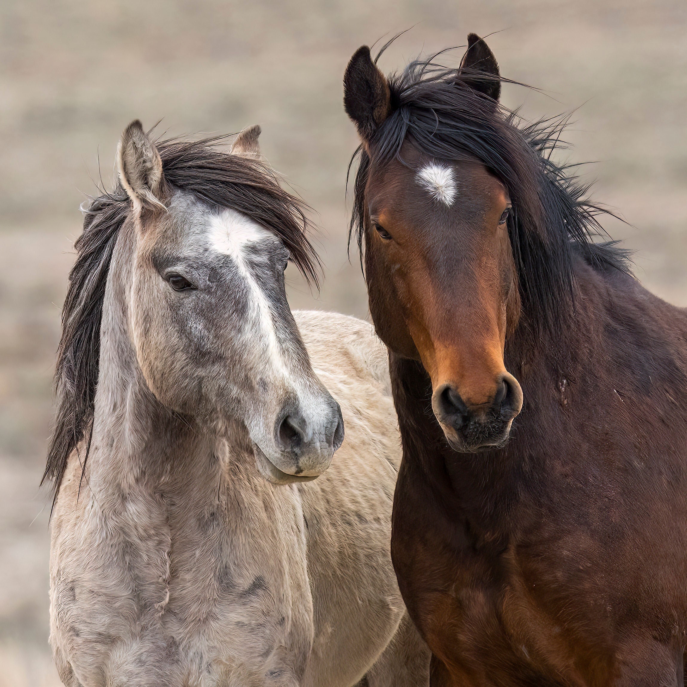 Wild Mustangs Photo, Friends, Wild Horses, Nature Photography, Colorado Wild Mustang Photography, Southwest Colorado, Wild West Mustangs