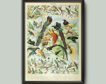 Poster Birds of Paradise Vintage Wall Art Print, Educational Framed or Unframed, Adolphe Millot, Home Décor Various Sizes