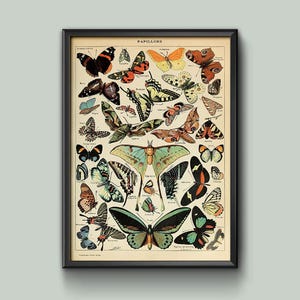 Poster Butterfly Encyclopedia Print - Vintage Adolphe Millot Wall Art, Framed or Unframed, High Quality Home Decor