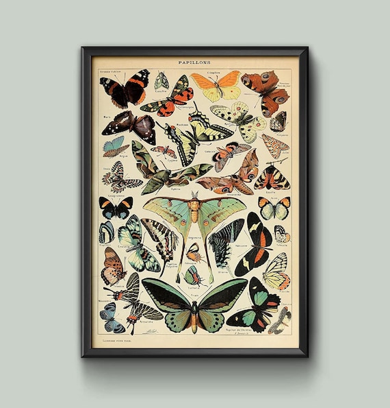 Poster Butterfly Encyclopedia Print - Vintage Adolphe Millot Wall