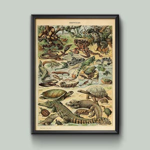 Adolphe Millot Encyclopedia Page Reptiles Educational Framed/Unframed Wall Art Print Poster Home Décor A4 and A3