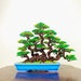 see more listings in the Wire Bonsai Tree Art section