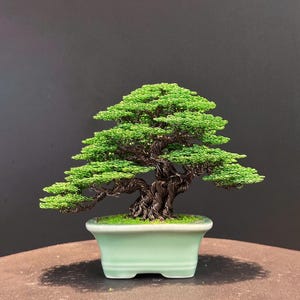 May include: A miniature bonsai tree with vibrant green foliage and a textured, dark brown trunk. The tree sits in a light green rectangular ceramic pot with a small amount of green moss. The bonsai is a decorative plant.