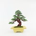 see more listings in the Wire Bonsai Tree Art section