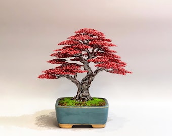 QuanBonsaiArt - Etsy
