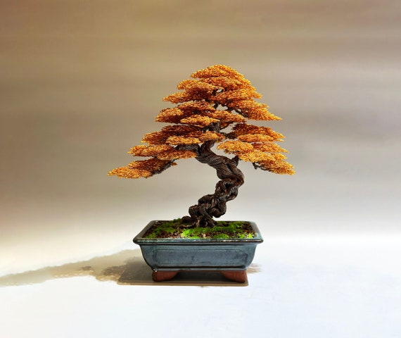 ficus ginseng bonsai potatura Ficus Ginseng in Organic Bowl Arrangement – Rolling Greens
