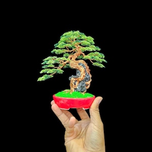 May include: A small bonsai tree with green leaves and a textured brown trunk, planted in a red ceramic pot. The bonsai is set on a bed of green moss. The tree is held against a black background.