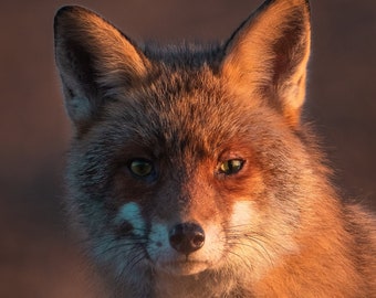 Fox , Animal photography, sunrise fox, instant download