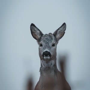 Tierfotografie, Roter Hirsch, sofort Download
