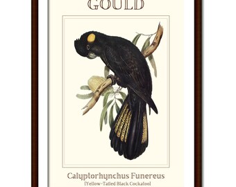 May include: A framed print featuring a black cockatoo with a yellow ear patch and yellow-barred tail feathers perched on a branch. The text GOULD appears at the top, with Calyptorhynchus Funereus and Yellow-Tailed Black Cockatoo at the bottom.