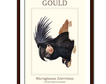 May include: A framed print featuring a black palm cockatoo with a prominent crest and a red cheek patch. The text GOULD is at the top, and Microglossus Aterrimus [Great Palm Cockatoo] is printed at the bottom of the off-white illustration.