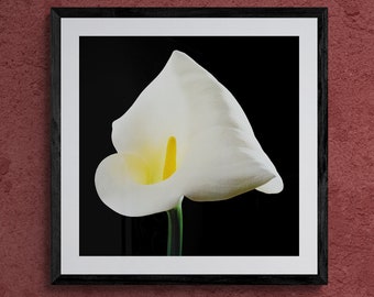 Robert Mapplethorpe Calla Lily Art Photography Modern Home Decor Minimalist Floral Art Wall Digital Download Vintage New York Photography