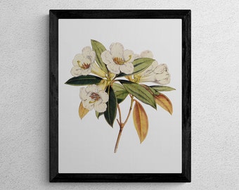 Rhododendron, Printable Flowers Market, Botanic Flowers Poster, Vintage Floral, Florist Wall Art, Botanical Illustration, Flowers Wall Decor