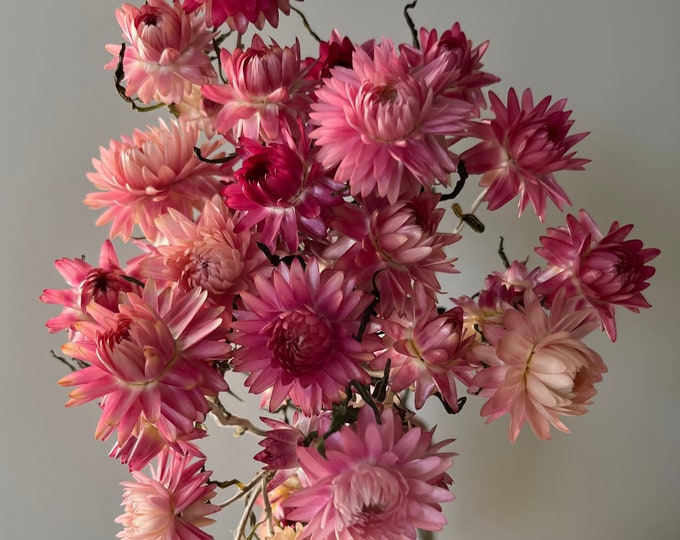 20 Stems of Naturally Dried Pink Strawflowers Blush Dried Flowers