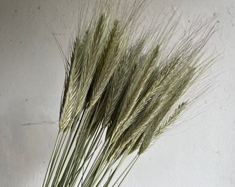 Naturally Dried Rye Wheat - Dried Grasses, Dried Wheat - Rustic Decor