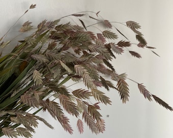 May include: A bundle of dried ornamental grass featuring slender green stems and delicate, feathery seed heads in shades of muted purple, brown, and tan. The grass stalks are arranged in a cluster, displaying thin, pointed leaves and arching, textured spikes that extend outward from the main bunch.