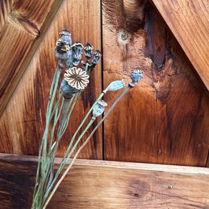 Naturally Dried Wheel Fruit - Dried Pods - Dried Seed Pods