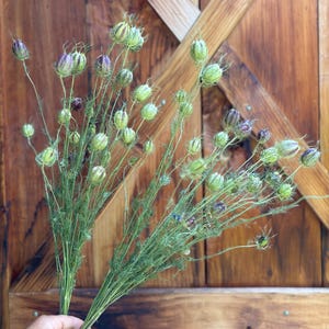 Naturally Dried Nigella Pods - Dried Love In a Mist - Dried Seed Pods - Dried Flowers - Preserved Seed Pods -