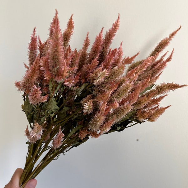 Naturally Dried Celway Terracotta Celosia,  Rose Gold Dried Flowers, Copper Dried Flowers, Rose Gold Celosia, Dried Bouquet