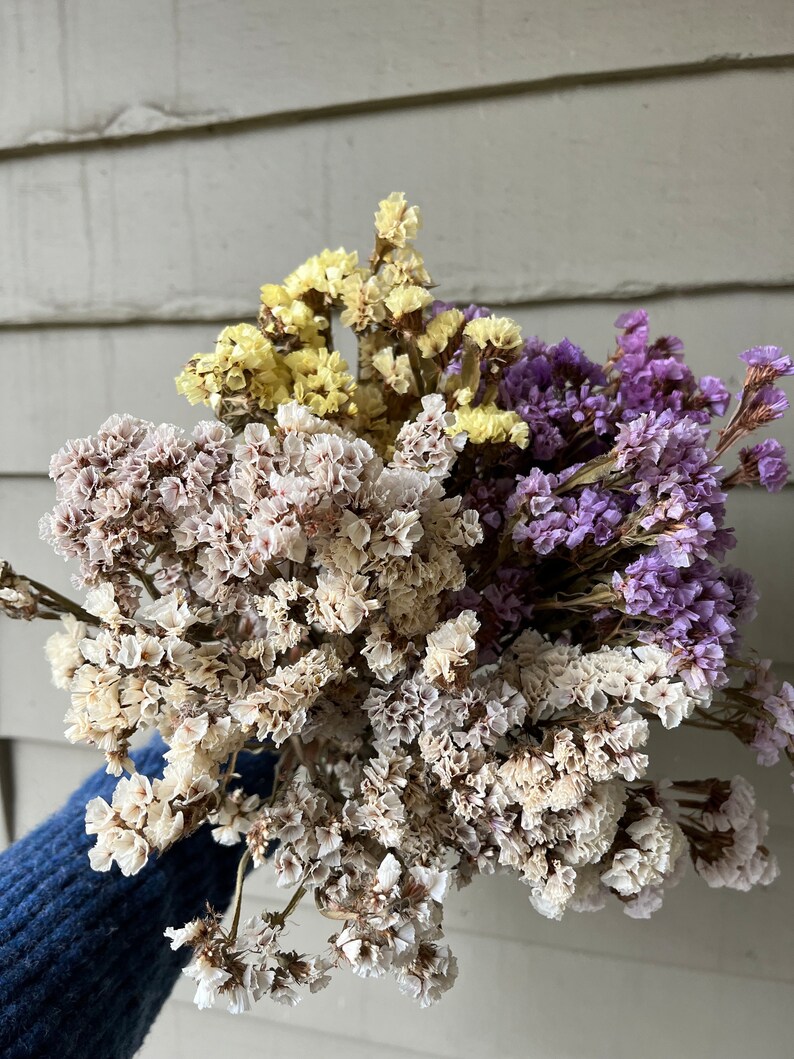 FLASH SALE Xlarge Dried Statice Bunches SECONDS Dried Etsy