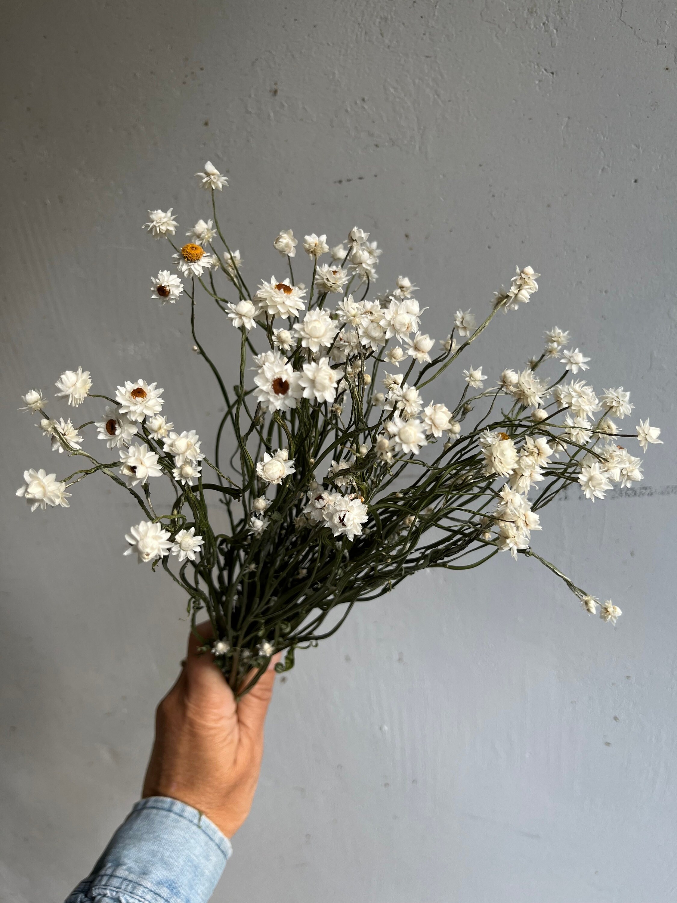 Dry Daisy (Mmobium winged) - Dry Flowers Traders