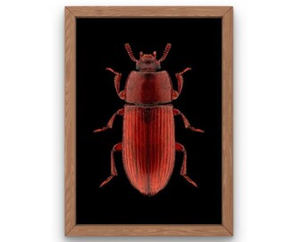 Duistere kever| Macrofotografie| Dierenfotografie afdrukken| Exotisch insect| Kunst aan de muur natuur| Insectenfotografie| Kever| Directe download