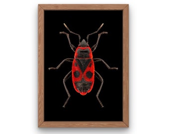 Vuurwants| Macrofotografie| Dierenfotografie afdrukken| Exotisch insect| Kunst aan de muur natuur| Insectenfotografie| Kever| Direct downloaden| Insect