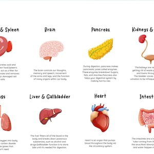 Tarjetas educativas Flash de órganos humanos imprimibles PDF JPEG PNG Descarga instantánea