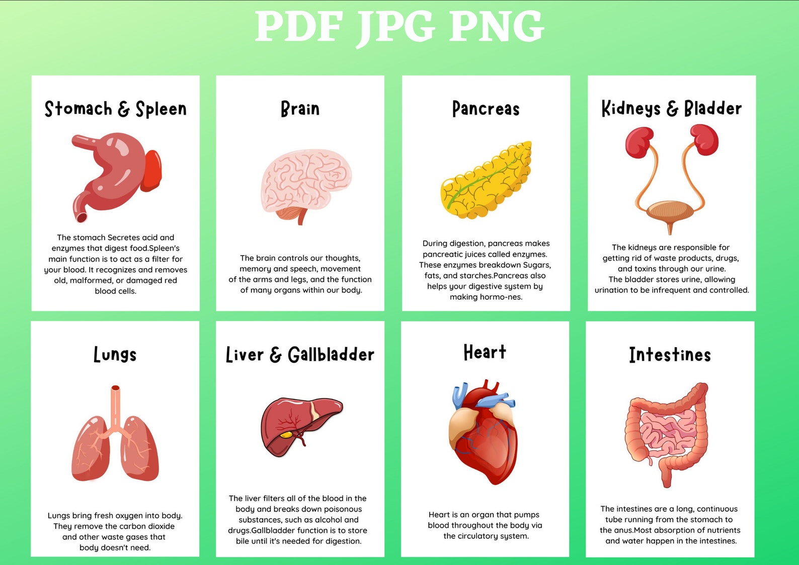 Human Organs Flash Educational Cards Printable PDF JPEG PNG Instant ...