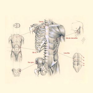 Advanced Constructive Figure Drawing Tutorial by Artist Thomas Letor EBOOK How to draw Bodies Step by Step art Illustration tutorial