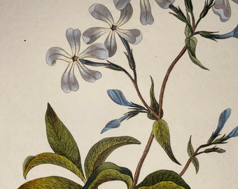 Botanical Antique Print of Phlox Divaricata