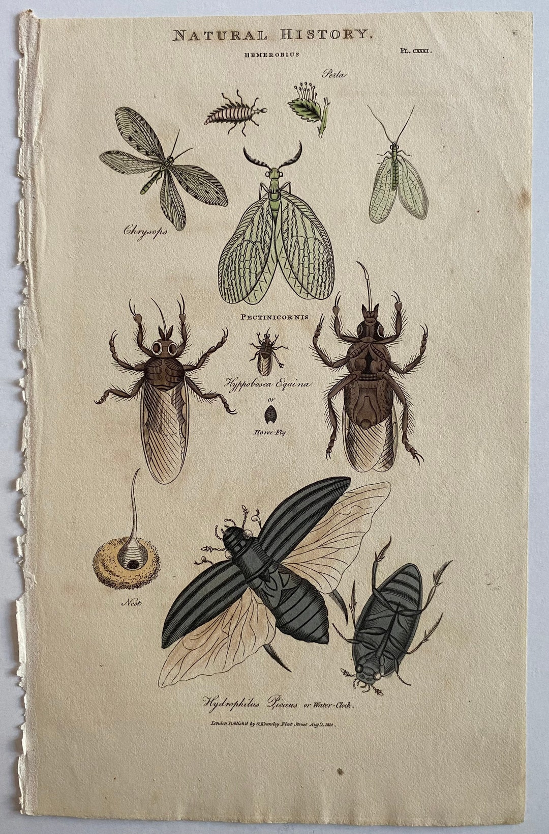 1810 Natural History Print of Insects - Etsy