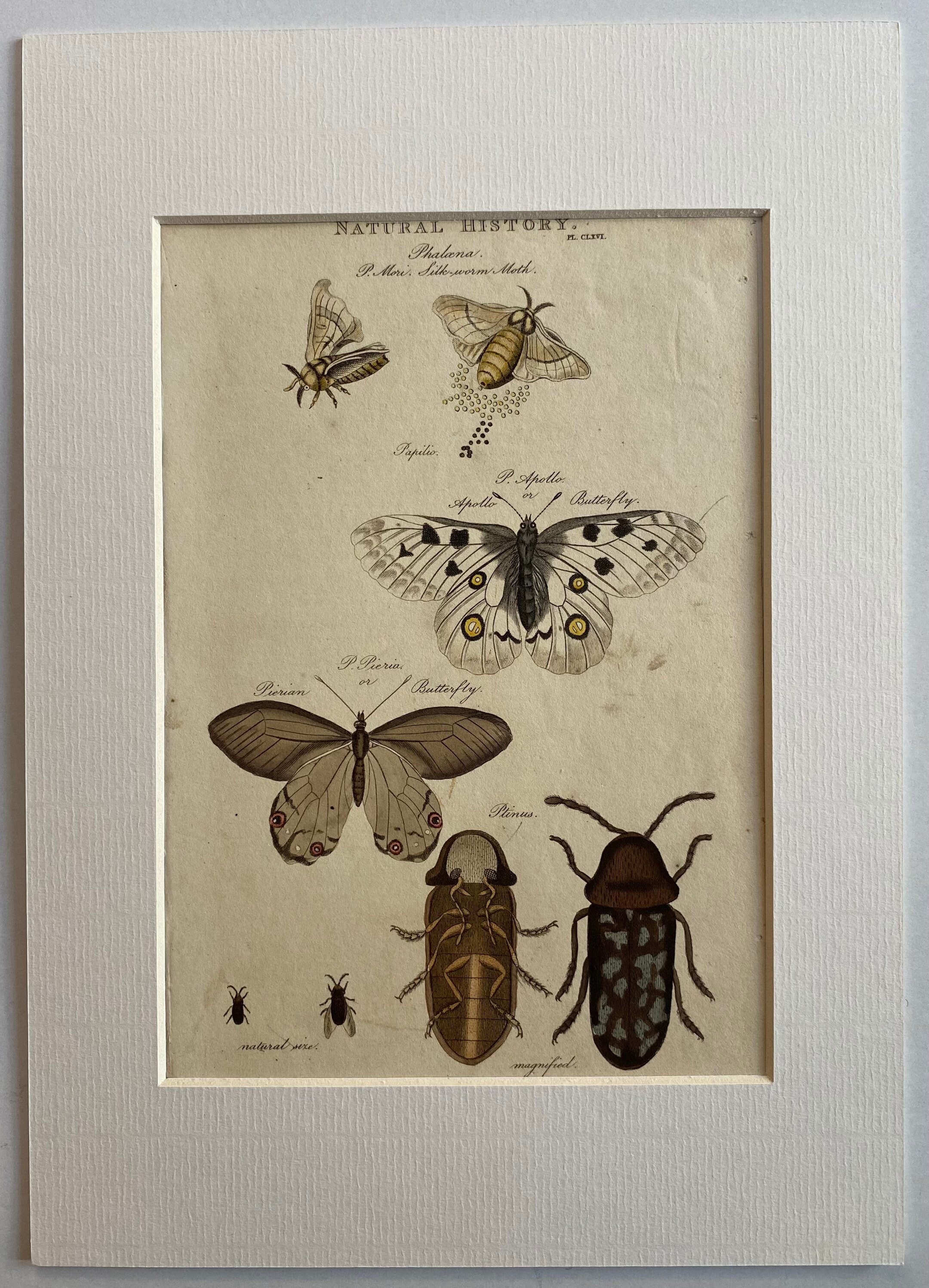 1812 Insect Natural History Print - Etsy