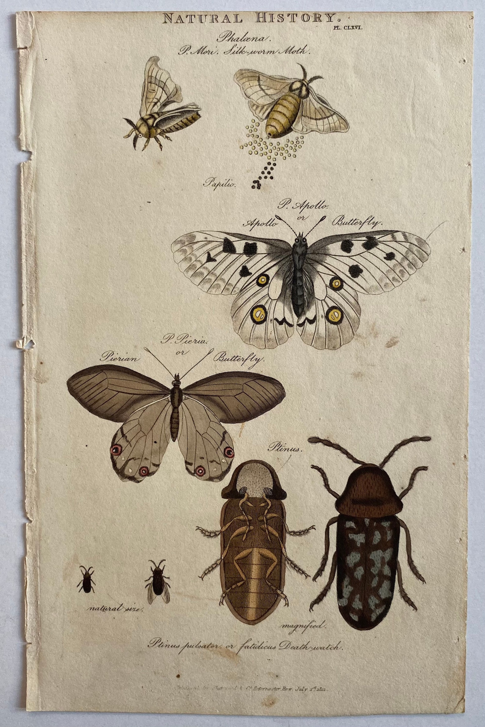 1812 Insect Natural History Print - Etsy