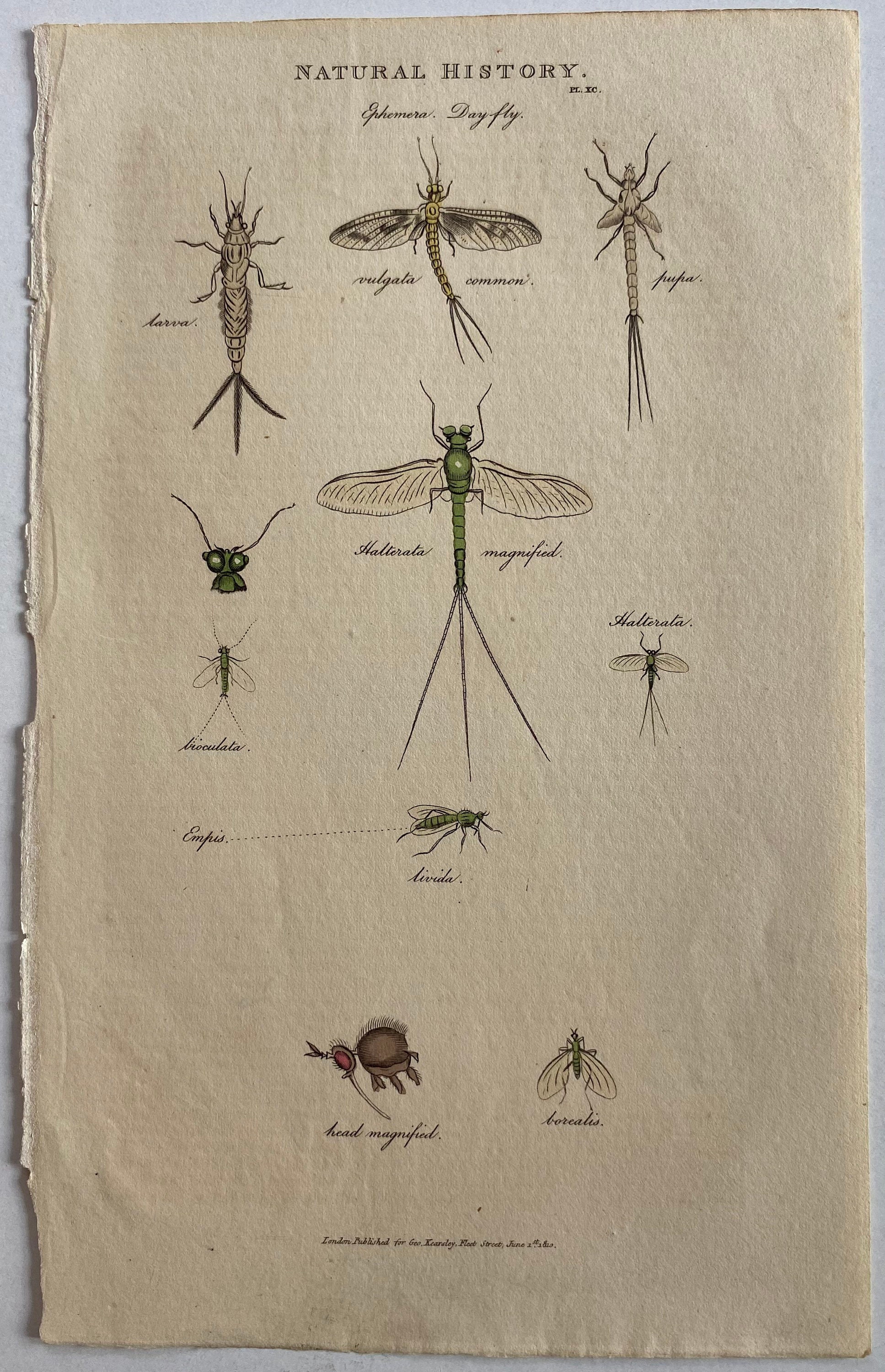 1810 Insect Print - Etsy
