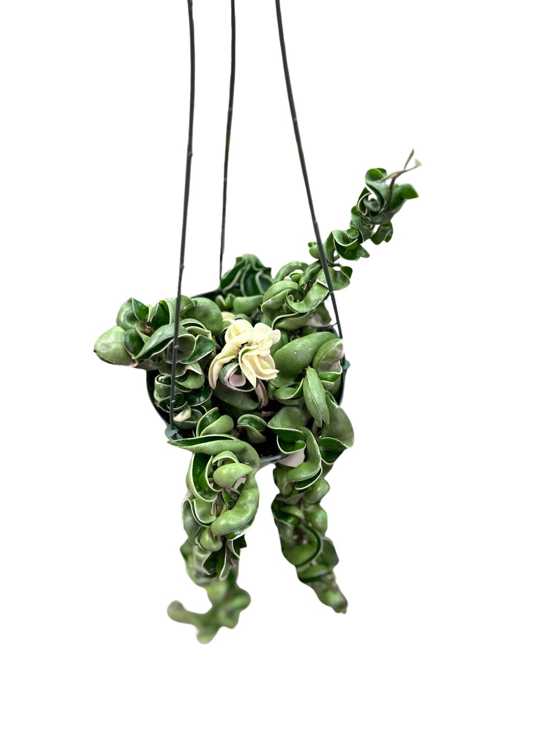 6 Variegated Hoya Hindu Rope Etsy