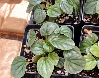 Peperomia Silver Frost, Silver Leaf Peperomia, Frosty Radiator Plant, Perfect for Windowsills, Live Plant in 4-inch Pot