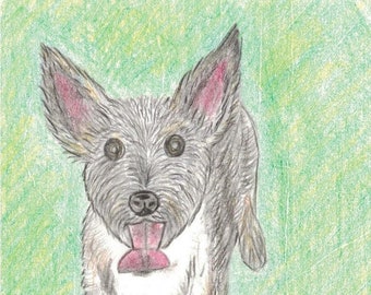 May include: A hand-drawn illustration of a small, grey and white dog with a pink tongue sticking out. The dog is standing on a green background.