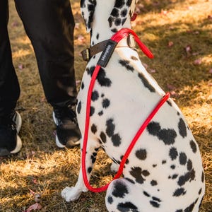 May include: A dalmatian dog wearing a black leather collar with a red rope lead that says "Memphis" on it. The dog is sitting on a patch of brown grass with fallen leaves.